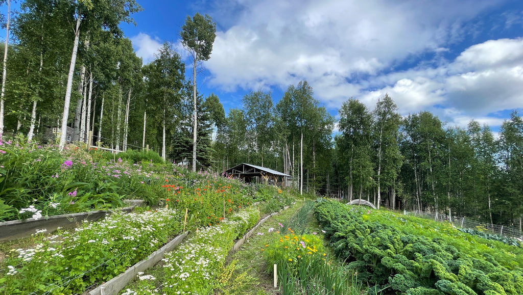 Calypso Farm: Feeding Community and Growing Opportunities in Alaska's Boreal Forest