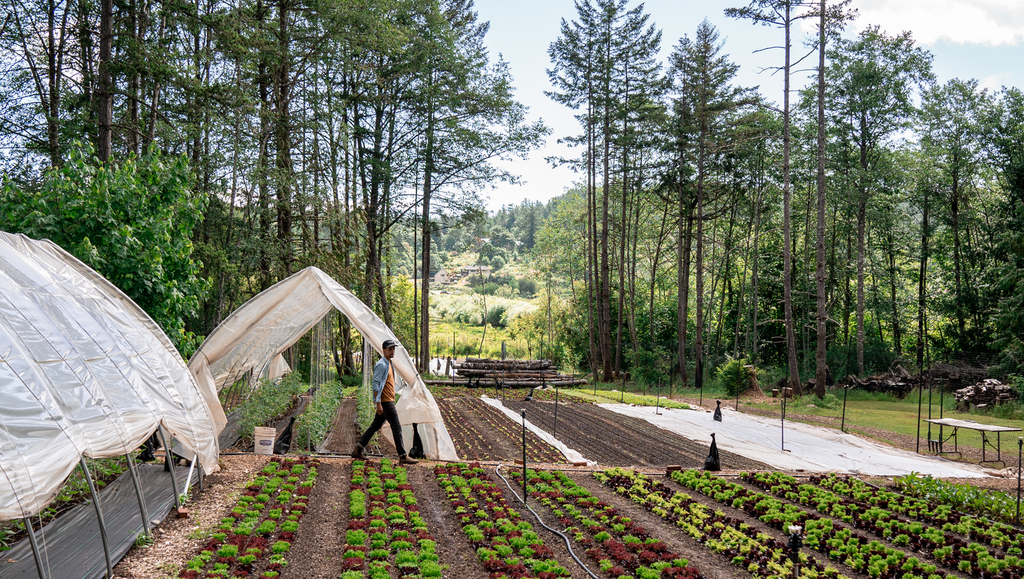 Farming in Rural BC – The Plot Market Garden