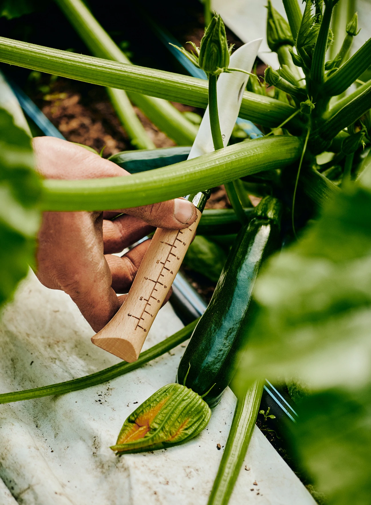 Opinel x Growers & Co. No. 10 Harvest Knife